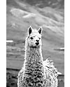 Esencia Leggings a Costine, Tortora - 100% lana di alpaca Leggings