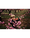 Kiimento Fotocamera Digitale Kiimento - Akito la Volpe - Foto e Video - Dai 4 Anni Macchine Fotografiche