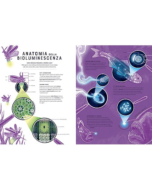 L'ippocampo Ragazzi Bagliori - Le Meraviglie Nascoste della Bioluminescenza - Jennifer Smith Libri