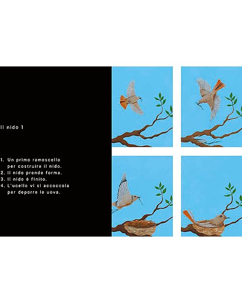 L'ippocampo Ragazzi In 4 Tempi - Edizione Illustrata - di Bernadette Gervais Libri