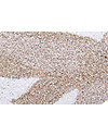 Lorena Canals Tappeto Lavabile Fiore di Cotone - 100% Cotone (120x130cm) Tappeti Arredo