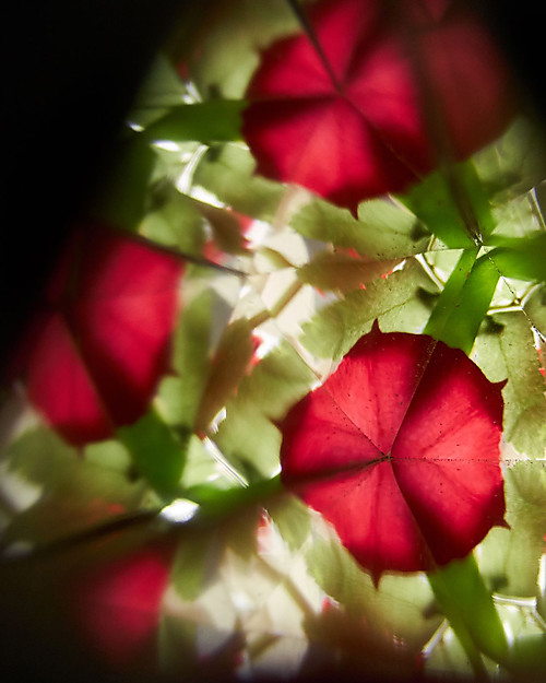 PlanToys Caleidoscopio con Lente Rimovibile - Legno Ecofriendly! Giochi STEM