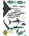 Poppik Poster Scientifico - Animali dell'Oceano - dai 7 anni Decorazioni da Parete