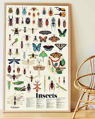 Poppik Poster Scientifico - Insetti - dai 6 anni Carta e Cartone