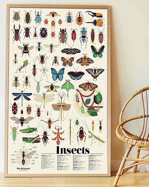 Poppik Poster Scientifico - Insetti - dai 6 anni Decorazioni da Parete