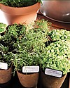 Sembra Big Kit Orto Erbe  - Pianta, cresci, raccogli 4 diverse piantine! Giochi da Giardinaggio