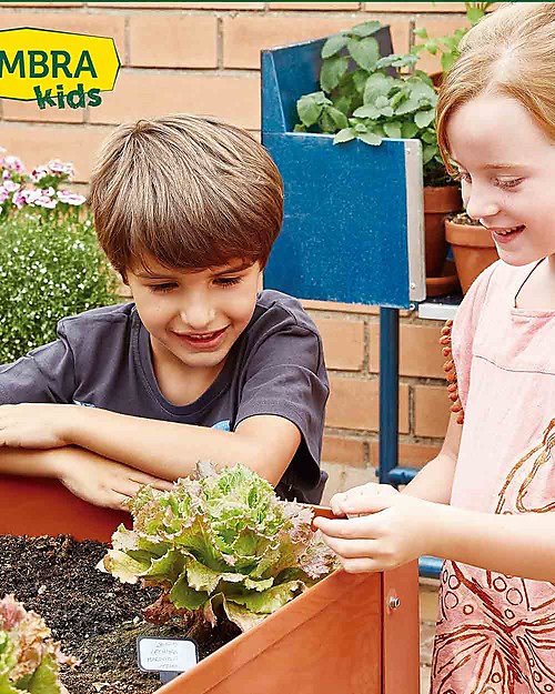 Sembra Mini Kit Orto Lattuga Meraviglia d'Estate - Pianta, cresci, raccogli la tua piantina! Giochi STEM