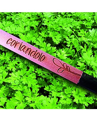 Sprout Matita Piantabile 100% Ecosostenibile - Coriandolo - Senza Scatola Giochi da Giardinaggio
