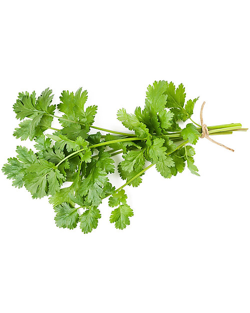 Sprout Matita Piantabile 100% Ecosostenibile - Coriandolo - Senza Scatola Giochi da Giardinaggio