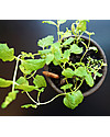 Sprout Matita Piantabile 100% Ecosostenibile - Menta Disegnare e Colorare
