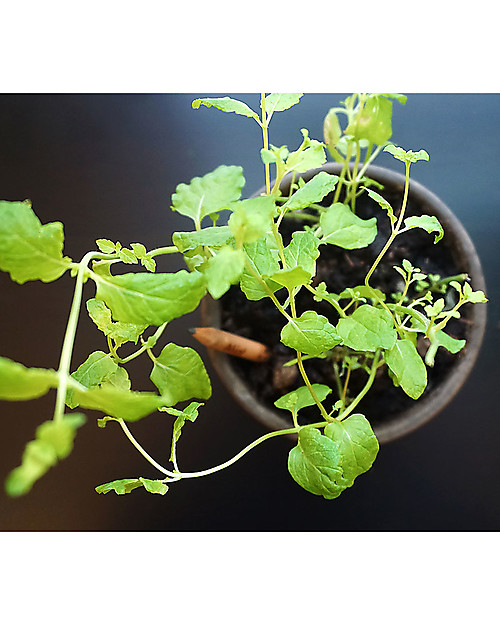 Sprout Matita Piantabile 100% Sostenibile - Non ti scordar di me Giochi da Giardinaggio