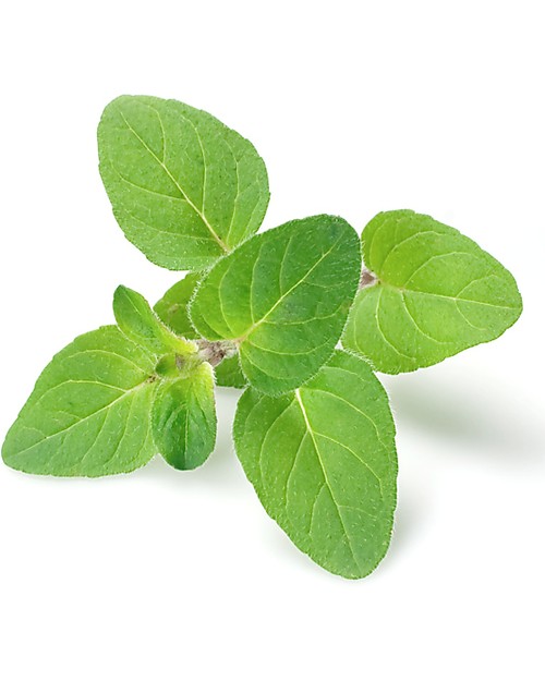 Sprout Matita Piantabile 100% Sostenibile - Origano Giochi da Giardinaggio
