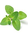 Sprout Matita Piantabile 100% Sostenibile - Origano Giochi da Giardinaggio