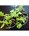 Sprout Matita Piantabile 100% Sostenibile - Pomodoro Ciliegino Giochi da Giardinaggio