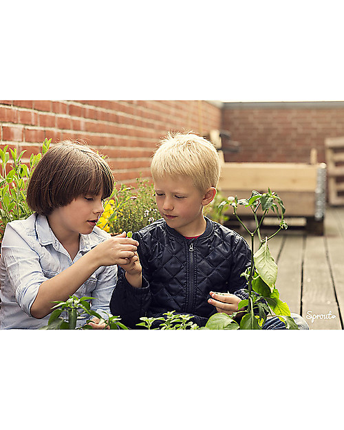 Sprout Matita Piantabile 100% Sostenibile - Pomodoro Ciliegino Giochi da Giardinaggio
