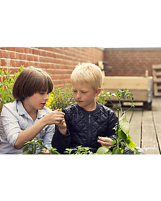 Sprout Matita Piantabile 100% Sostenibile - Salvia Giochi da Giardinaggio