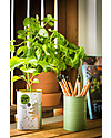 Sprout Matita Piantabile 100% Sostenibile - Timo Disegnare e Colorare