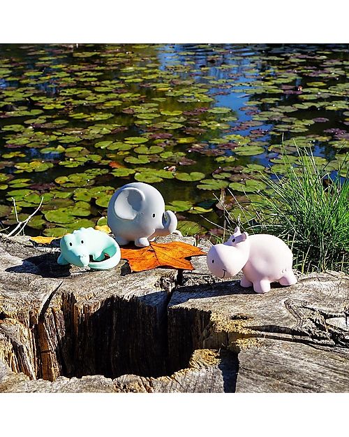 Tikiri 3-in-1 Sonaglio Coccodrillo, Massaggiagengive, Gioco da Bagno, My First Zoo - Confezione Regalo - 100% Caucciù Naturale Giochi Bagno