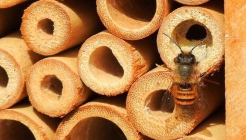 Proteggiamo-le-api-HUB