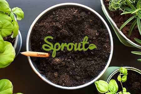 Vendita Sprout online