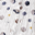 Sacco Nanna Estivo - Planeatary - Doppio strato di 100% mussola di cotone Sacco Nanna Estivo - Planeatary - Doppio strato di 100% mussola di cotone