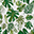 Copertina Neonato 75 x 100 cm - Tropical Leaf - 100% Mussola di Cotone Copertina Neonato 75 x 100 cm - Tropical Leaf - 100% Mussola di Cotone